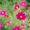 コスモス