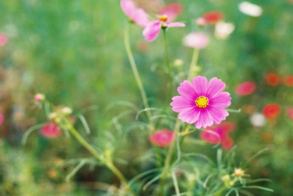 コスモス