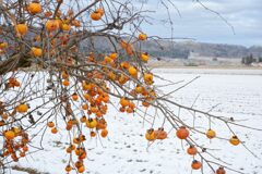 Gemini_Generated_Image_y010jny010jny010