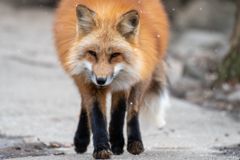 キツネ村での1枚