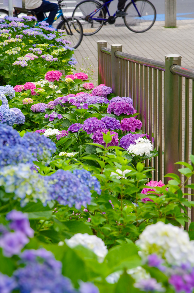 紫陽花と日常 1 by しえしえ （ID：13557727） - 写真共有サイト:PHOTOHITO