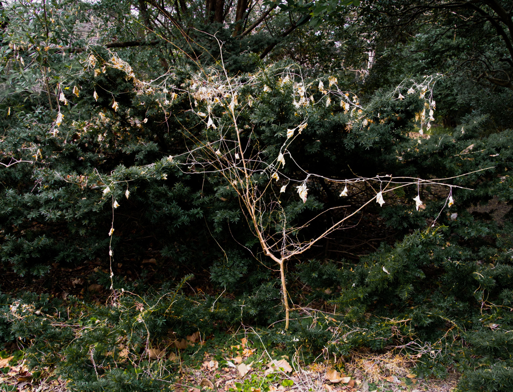 クリスマスは終わりました