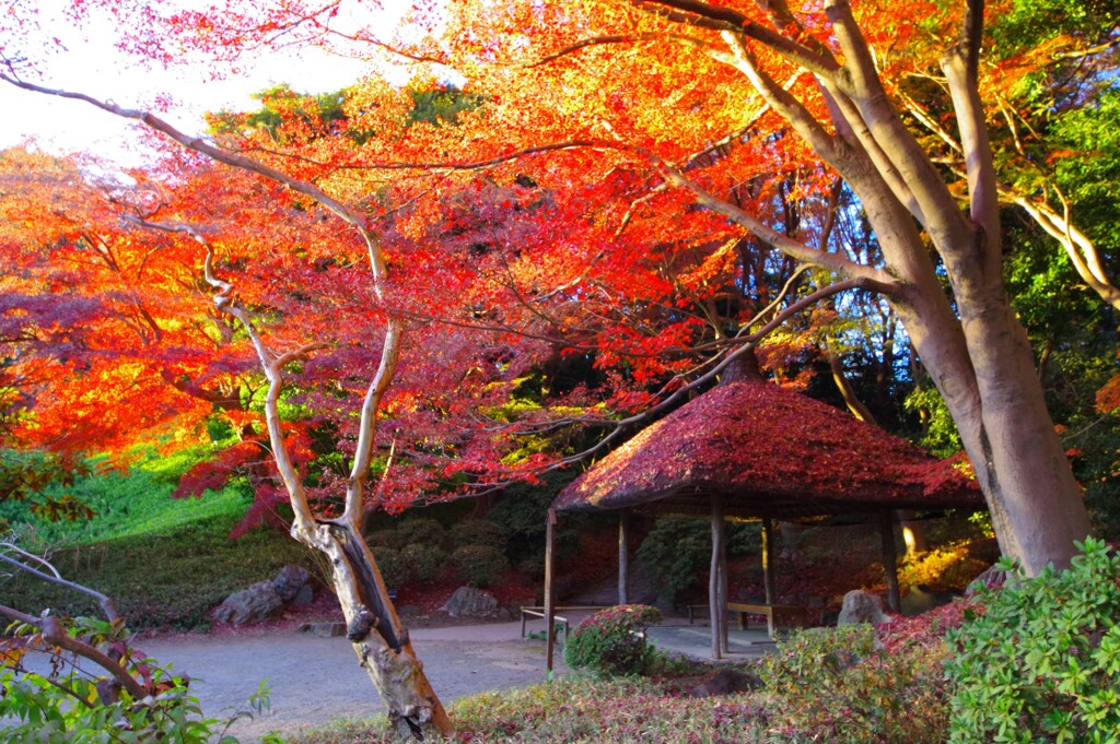 小石川後楽園の紅葉2