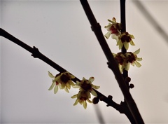 ソシンロウバイ1