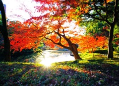 小石川後楽園の紅葉1