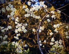 ソシンロウバイ2