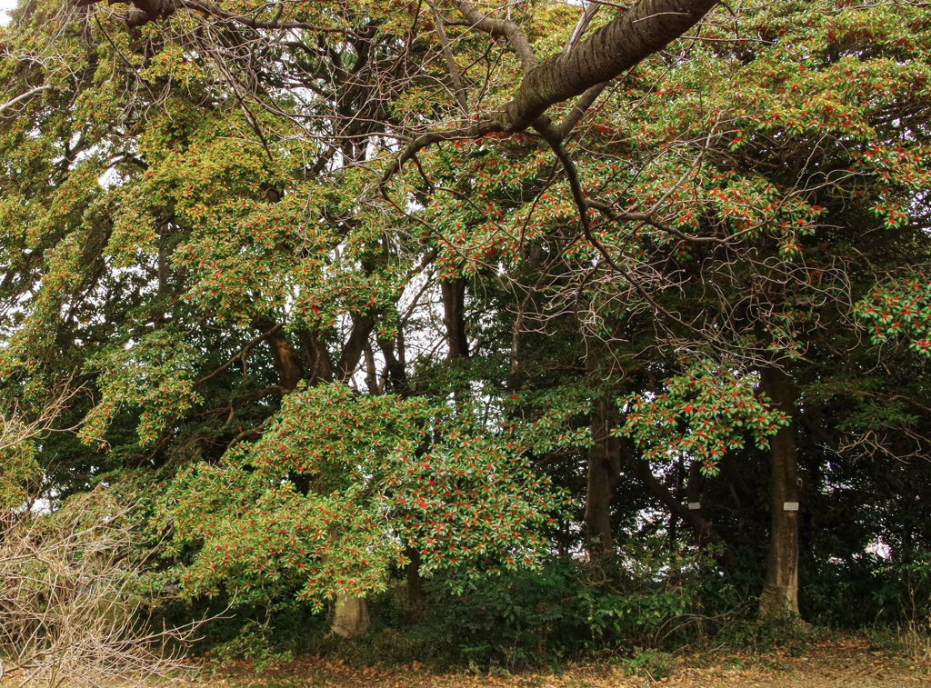 センリョウの木