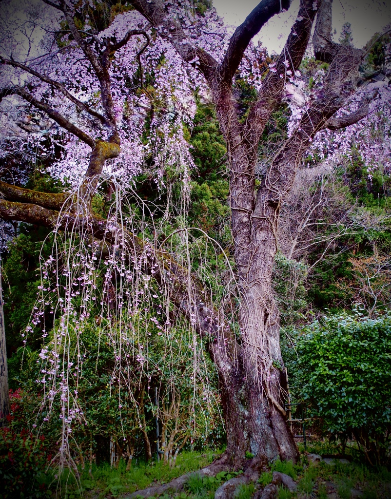 枝垂れ桜
