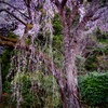 枝垂れ桜