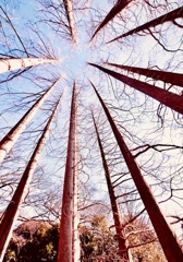 メタセコイア林2