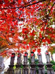 九品仏浄真寺のお地蔵さん1