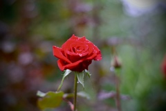 横浜イングリッシュガーデンの秋バラ1