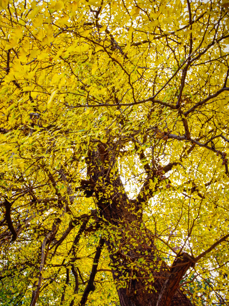 九品仏浄真寺の大銀杏