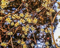 ソシンロウバイ2