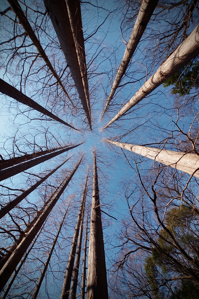 メタセコイア林1