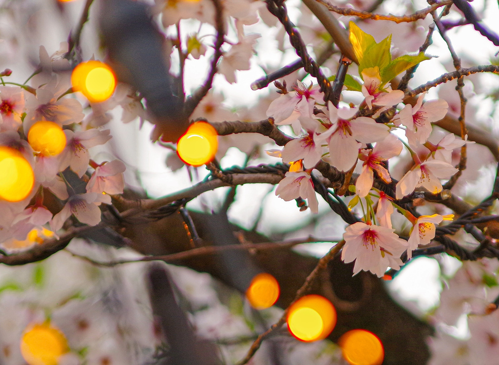 ささやかに照らされる桜 by しえしえ (ID:13444344) - 写真共有サイト:PHOTOHITO