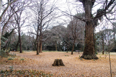 冬のピクニックはいかが？