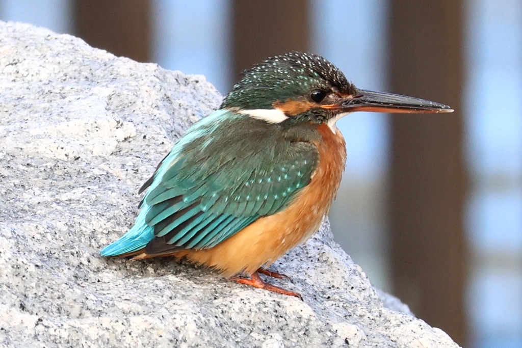 隅田川のカワセミ