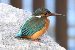 隅田川のカワセミ