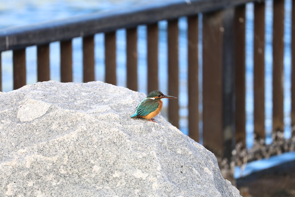 隅田川のカワセミ2