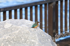 隅田川のカワセミ2