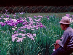 菖蒲を見つめて