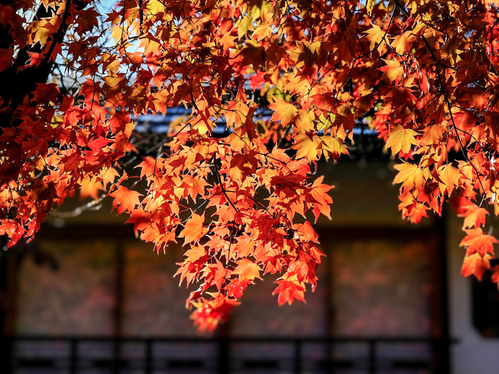 紅葉