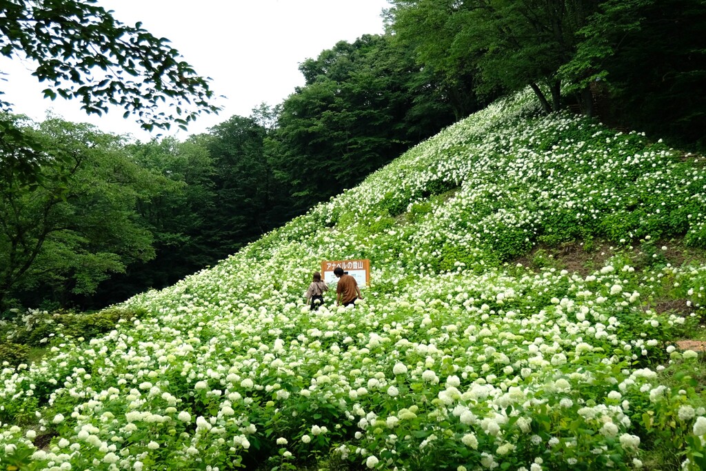 アナベルの雪山