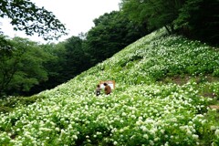 アナベルの雪山