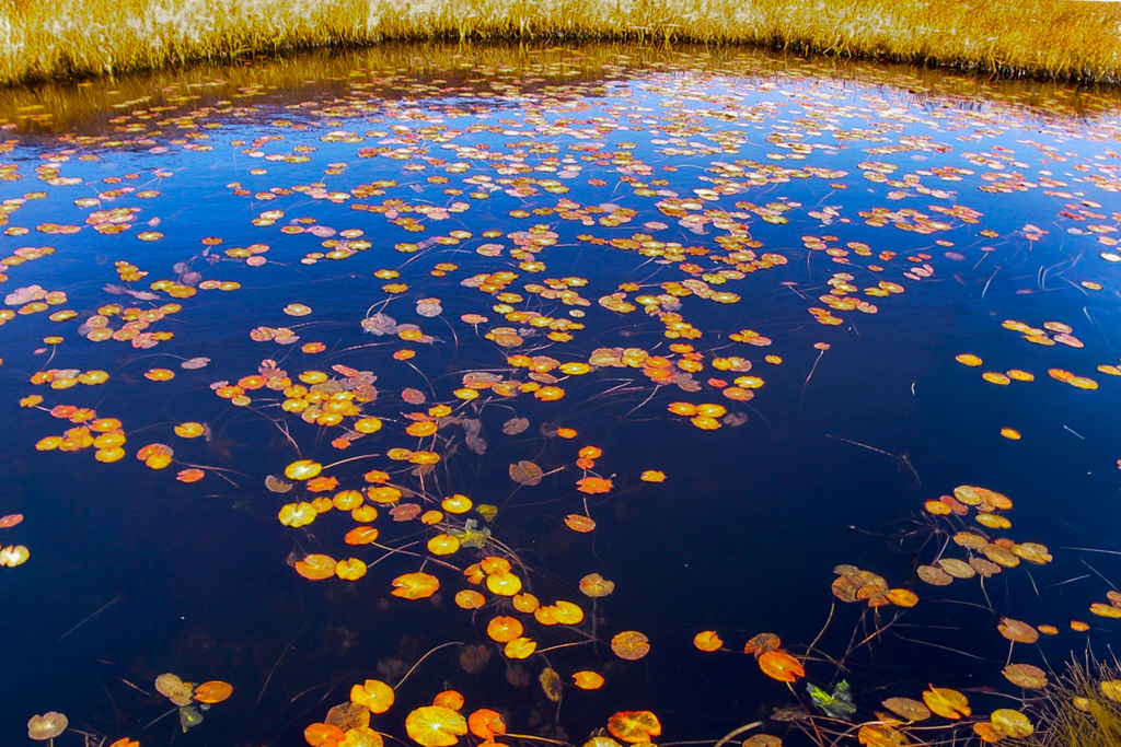 秋の池に浮かぶ睡蓮の葉