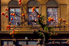 古窓と熟した柿の実