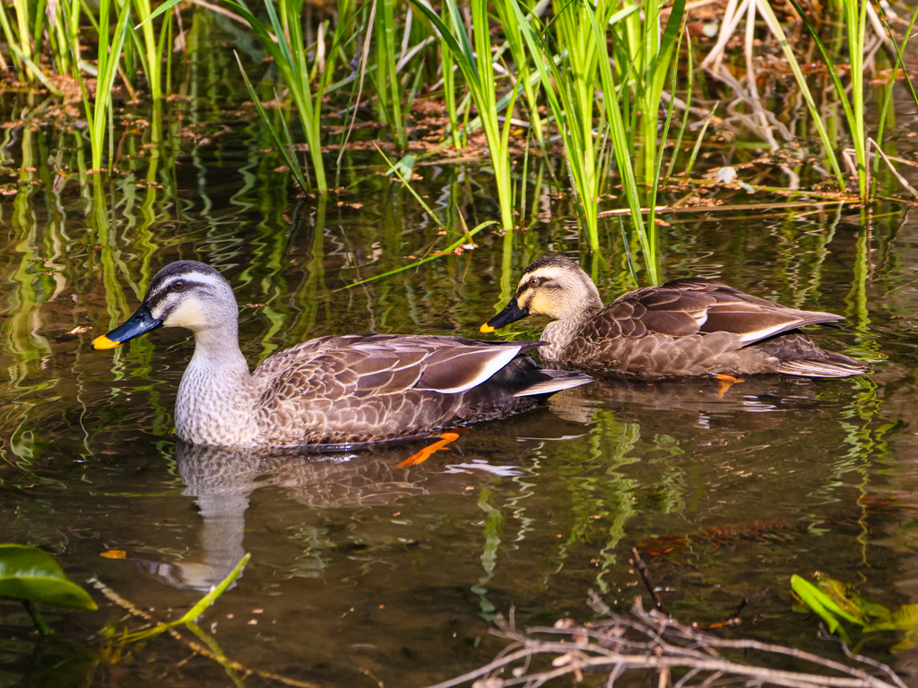 カルガモの静かな水辺