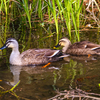 カルガモの静かな水辺