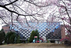 サクラとダイヤ模様