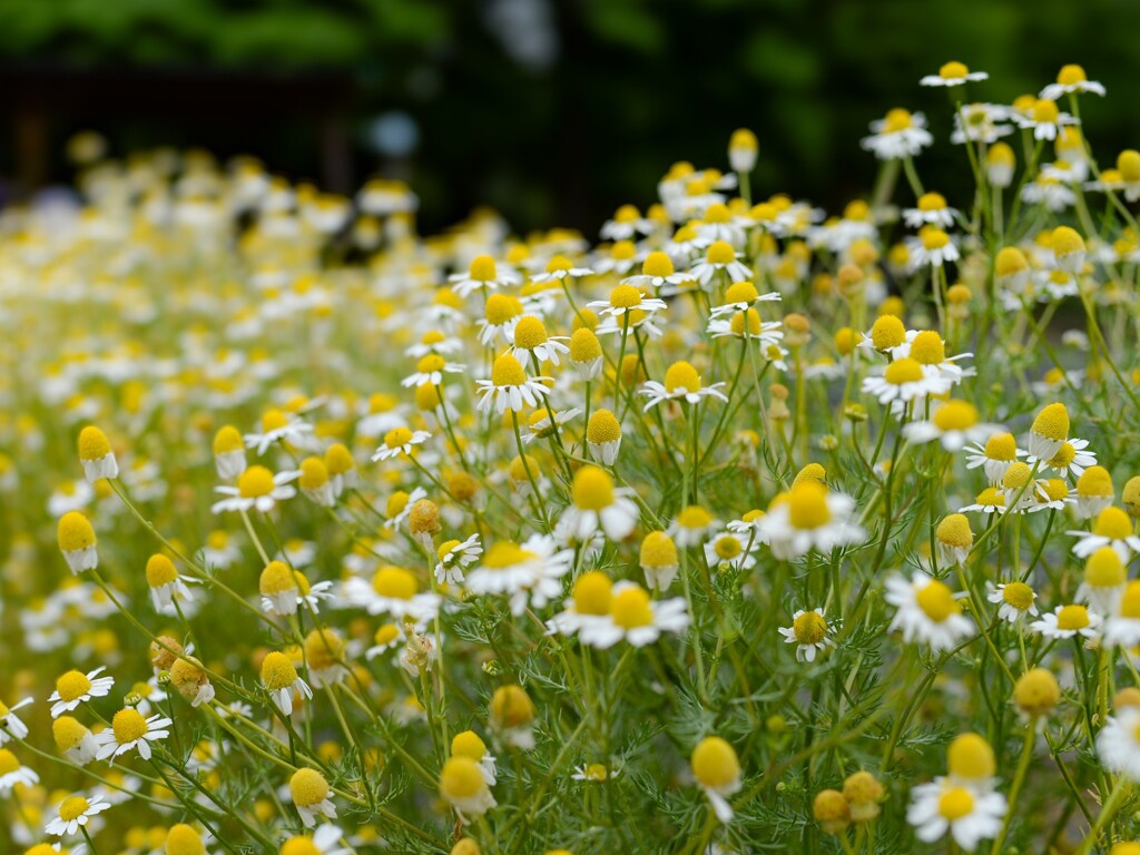 カモミールの花畑