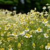 カモミールの花畑