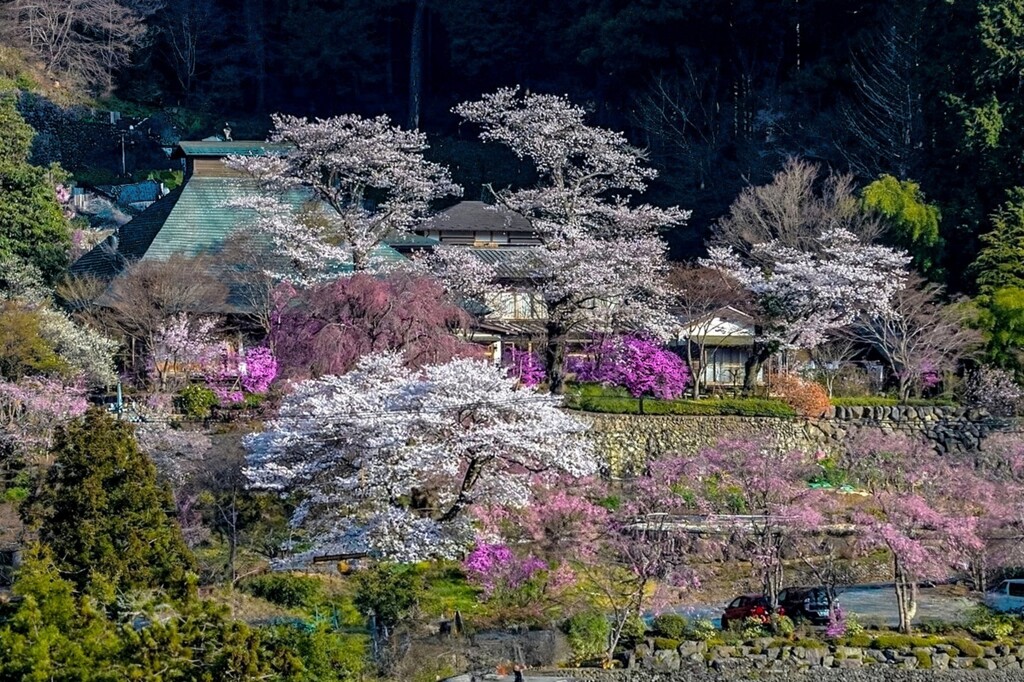 春爛漫の山里と古刹