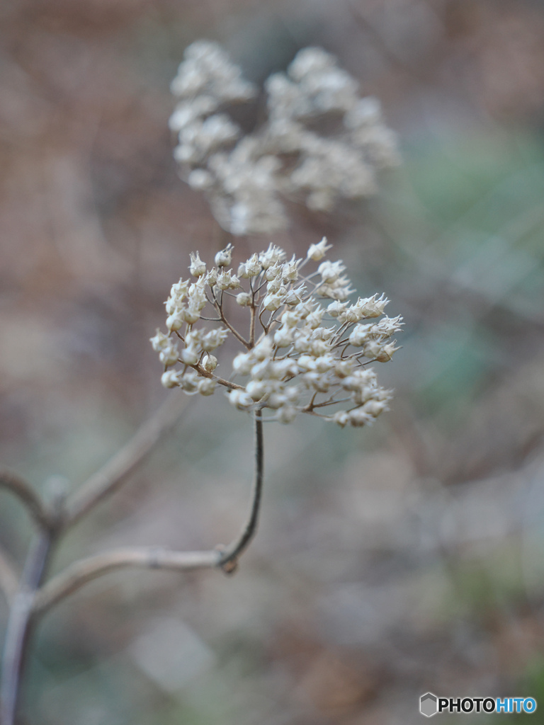枯れても可愛い