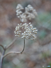 枯れても可愛い