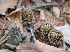 からまつぼっくり