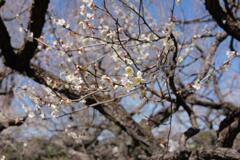 偕楽園（白梅）