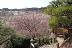 偕楽園（仙波湖方面を臨む）