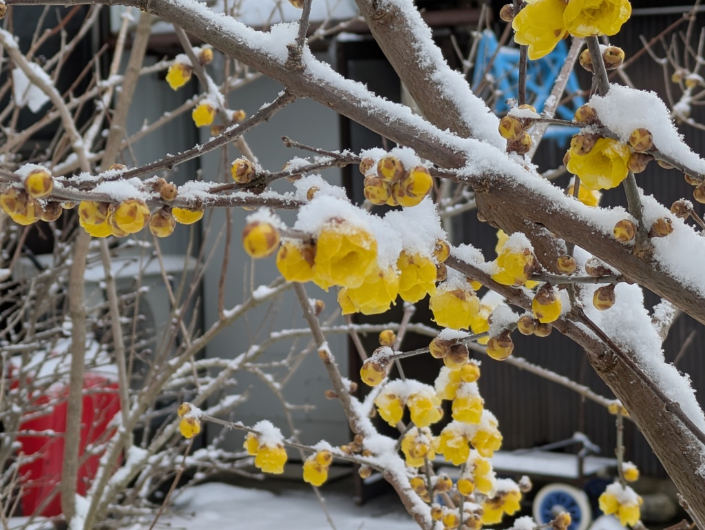 雪と満月蝋梅