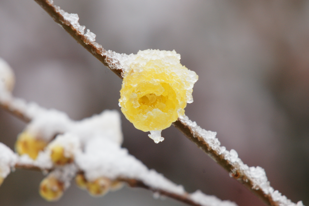 雪と満月蝋梅