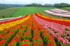 咲き誇る 北の大地