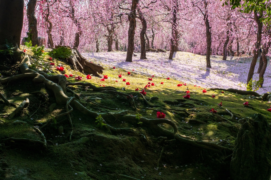 古都を彩る枝垂れ梅