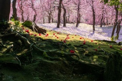 古都を彩る枝垂れ梅