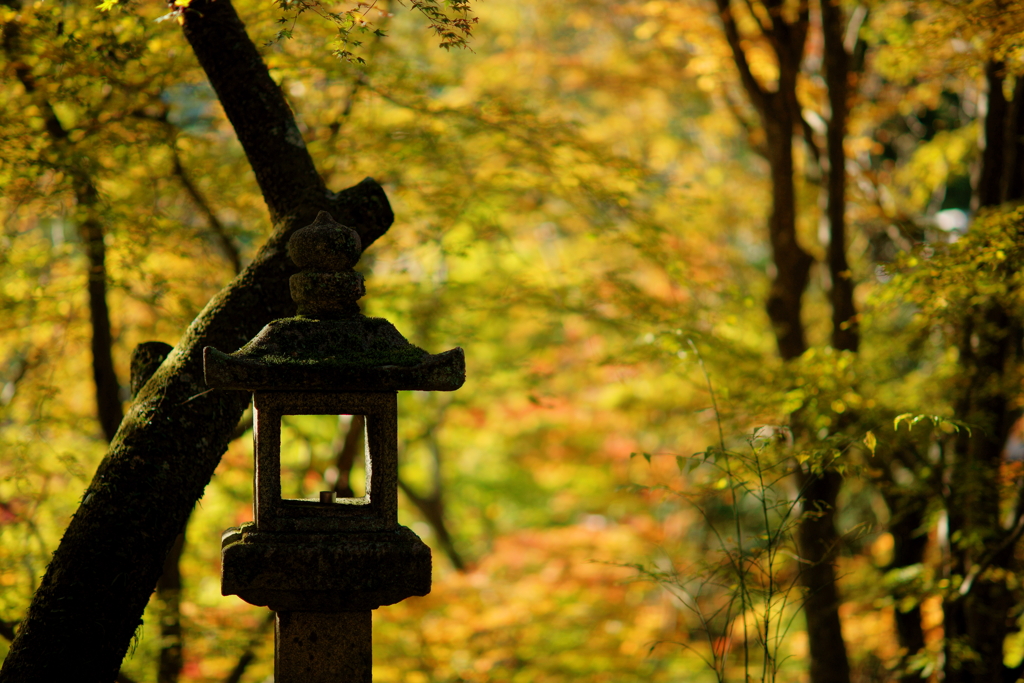 朝陽を浴びて