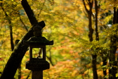 朝陽を浴びて