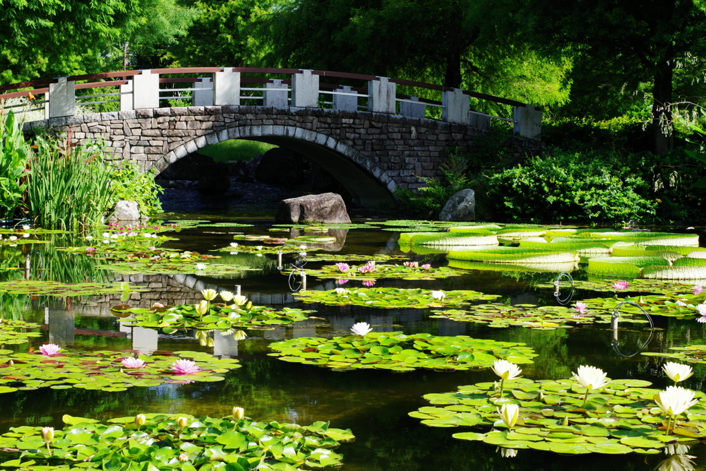 まるでモネの庭
